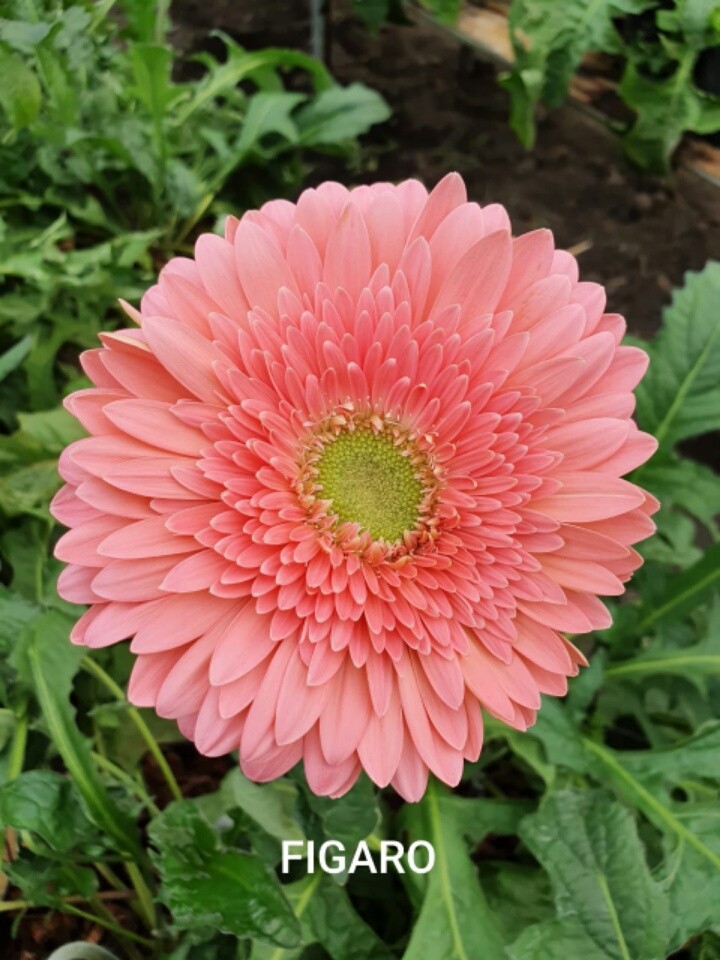 figaro_light_pink