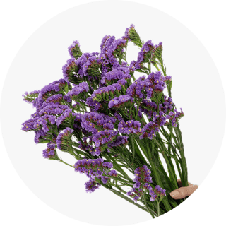 Filler Flowers