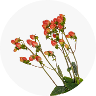 Filler Flowers