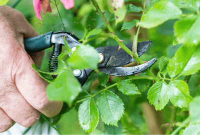 Mastering Flower Care