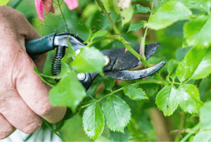 Mastering Flower Care