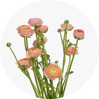 Focal Flowers