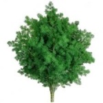 green_ming_fern