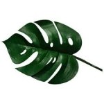 green_monstera