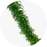 Greens