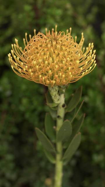 hawaii_gold
