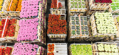 Why We Reintroduced Dutch Flowers to iBuyFlowers