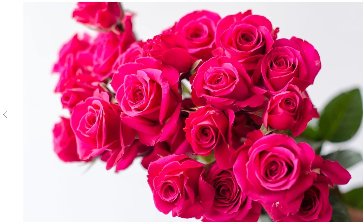 hot_pink_roses