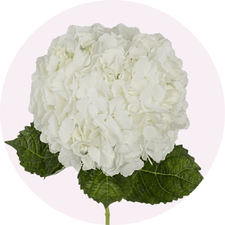 Hydrangea_blue_select