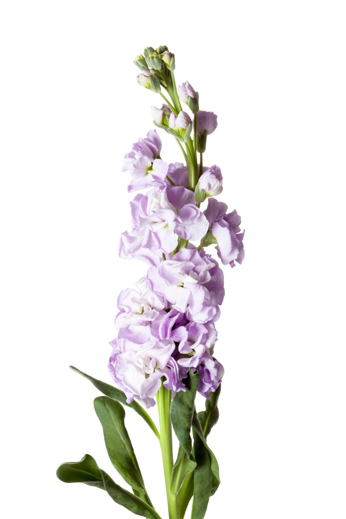iStock-833314448