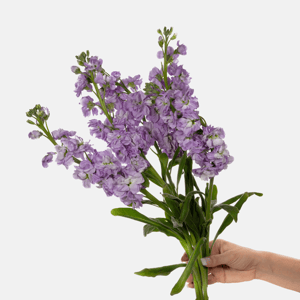 lavender stock-3