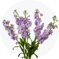 Line Flowers