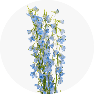 Line Flowers