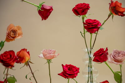 The Modern Rose Guide: Must-Have Varieties & Substitution Suggestions