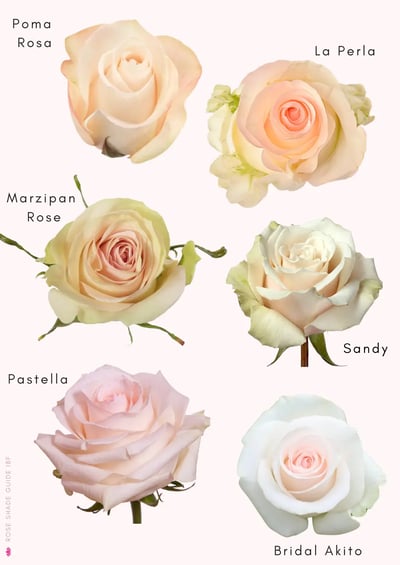 Pastel-Color-Palette