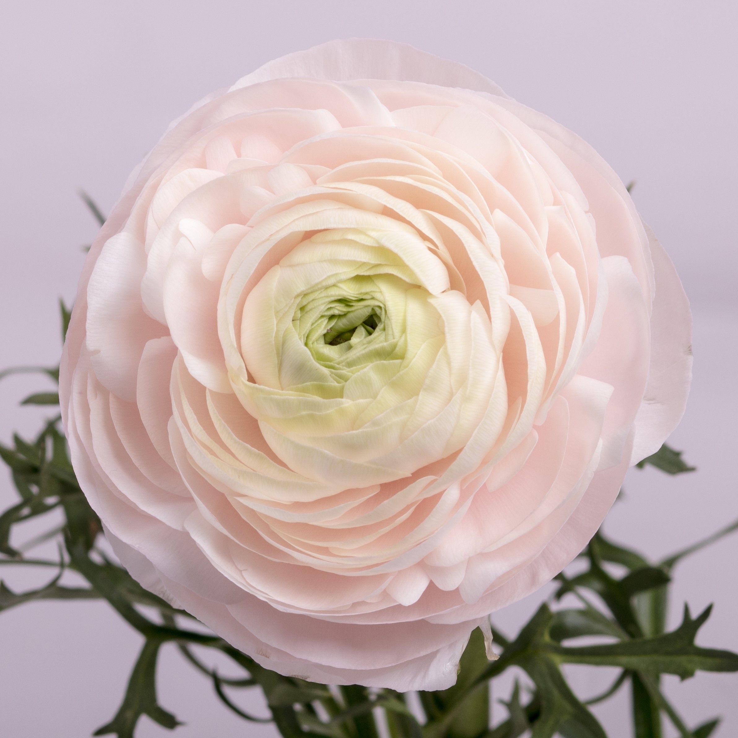 ranunculus blush - kopie