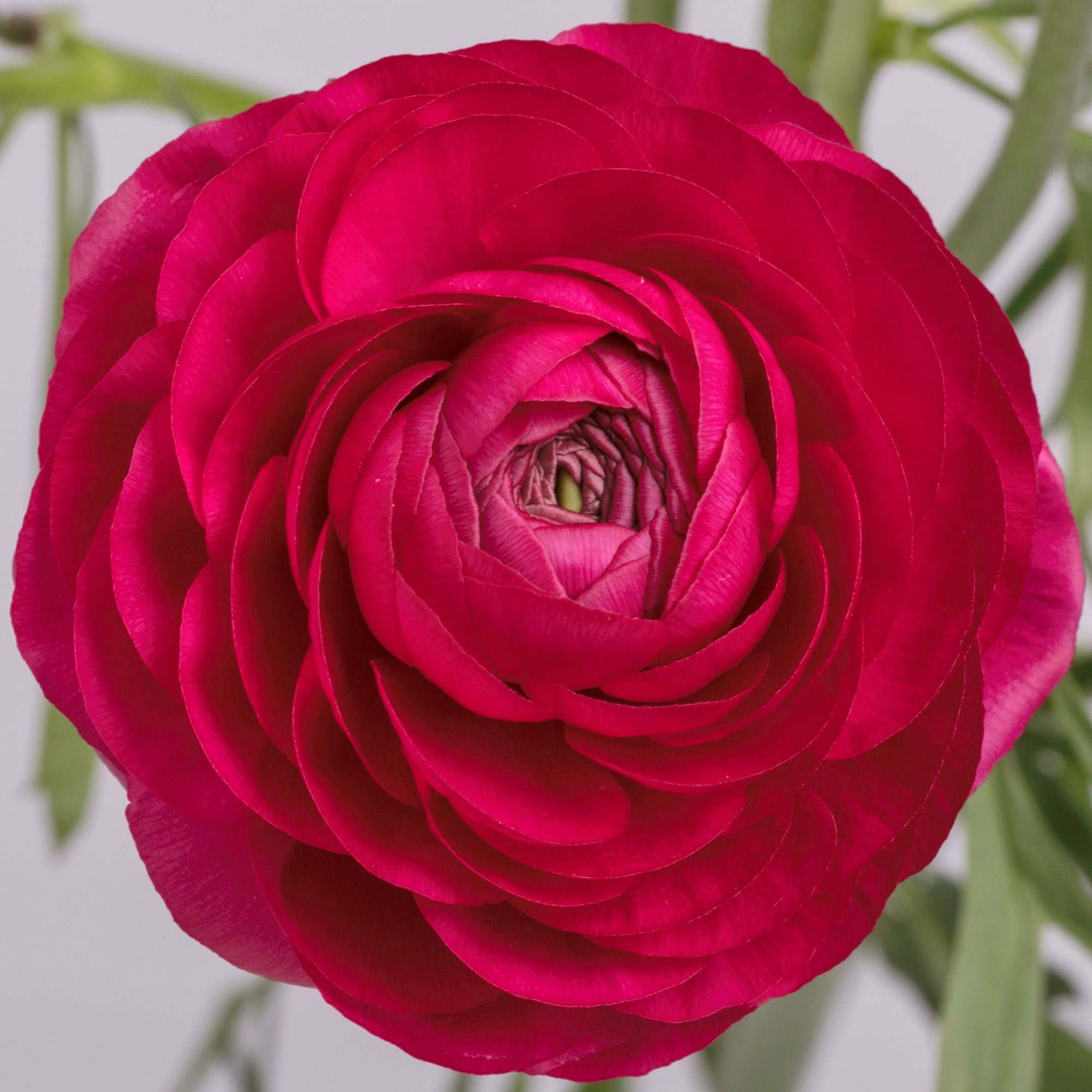 ranunculus_hot_pink