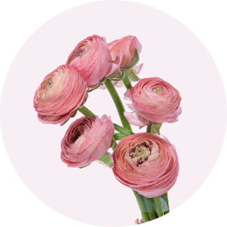 Ranunculus_Butterfly_Graces