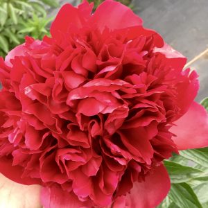 red charm