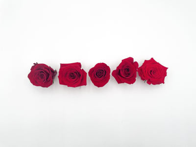 Types of Red Roses: Best Varieties with Names & Photos