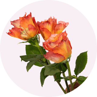 Playa_Blanca