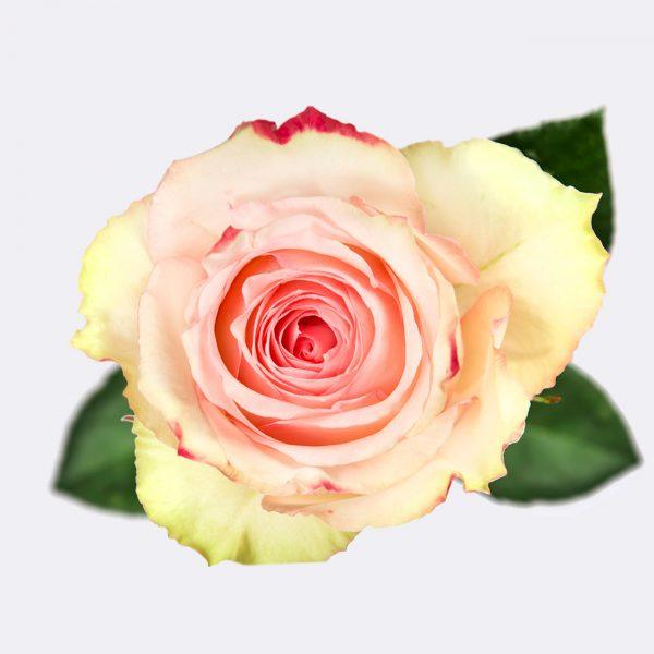 sachaflor-rosa-esperance-
