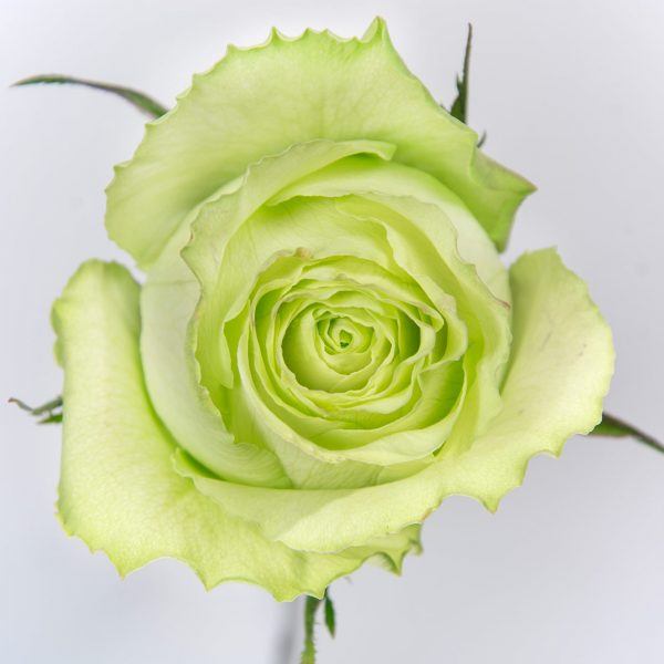sachaflor-rosa-limonada-