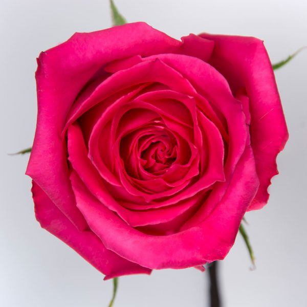 sachaflor-rosa-topaz-