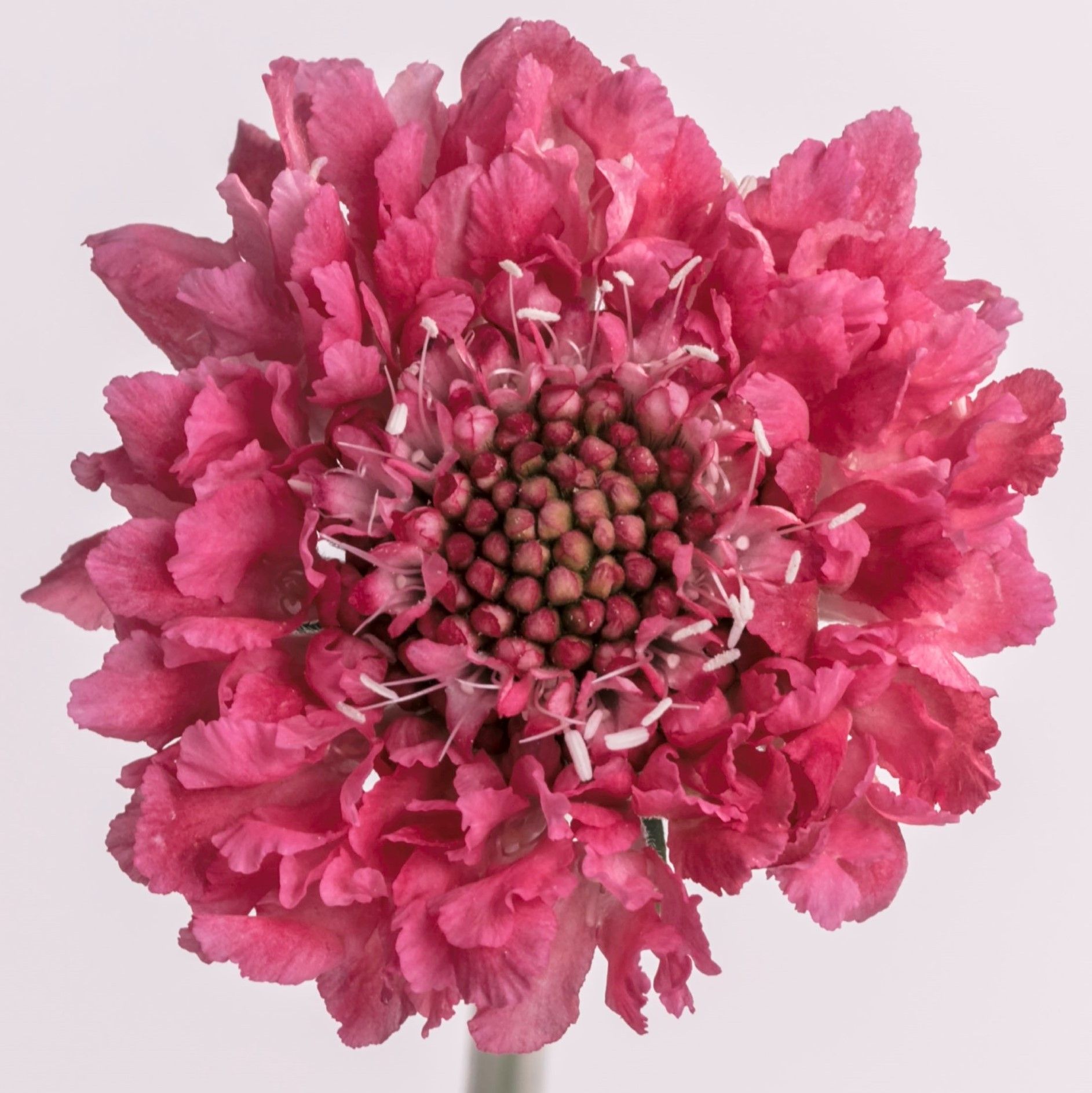 scabiosa_candy