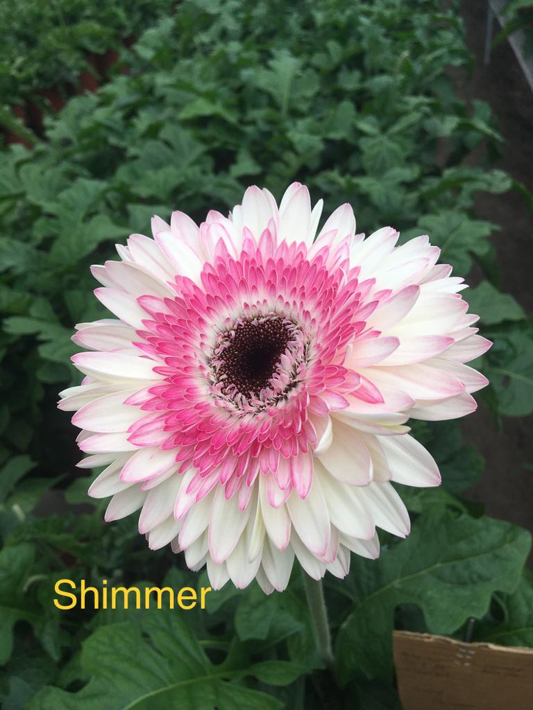 shimmer