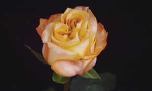 sweet_expression