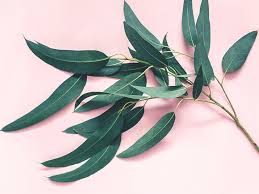 7 Impressive Benefits of Eucalyptus Leaves