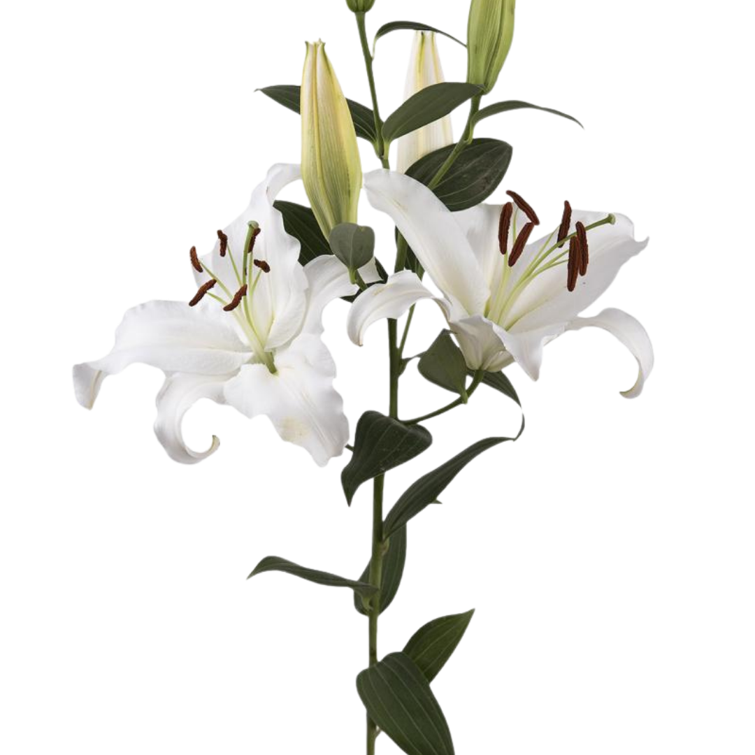 1 - 2026-01-23T152349.928