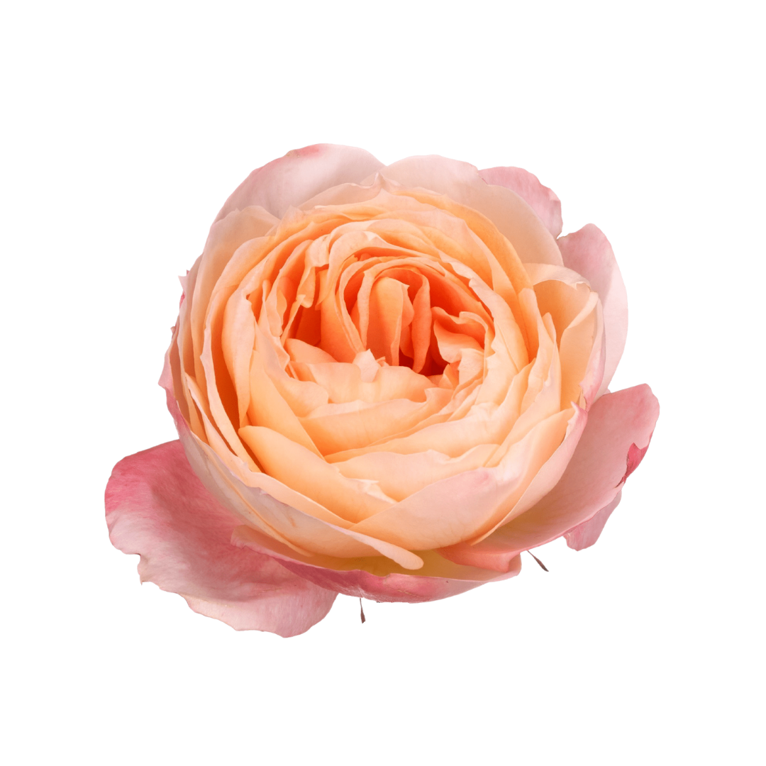 1 - 2026-01-23T152736.544