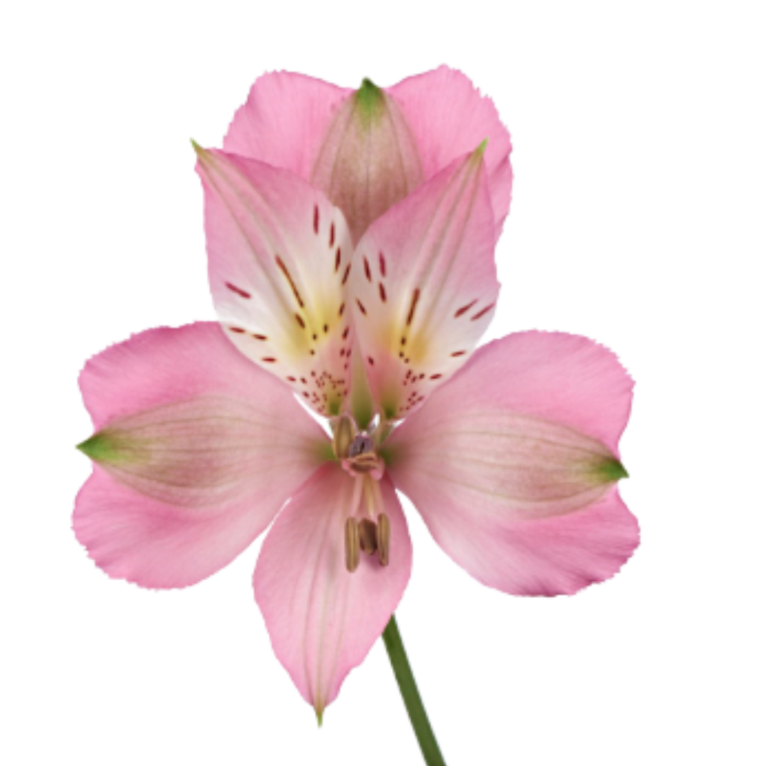 1 - 2026-01-23T153707.403