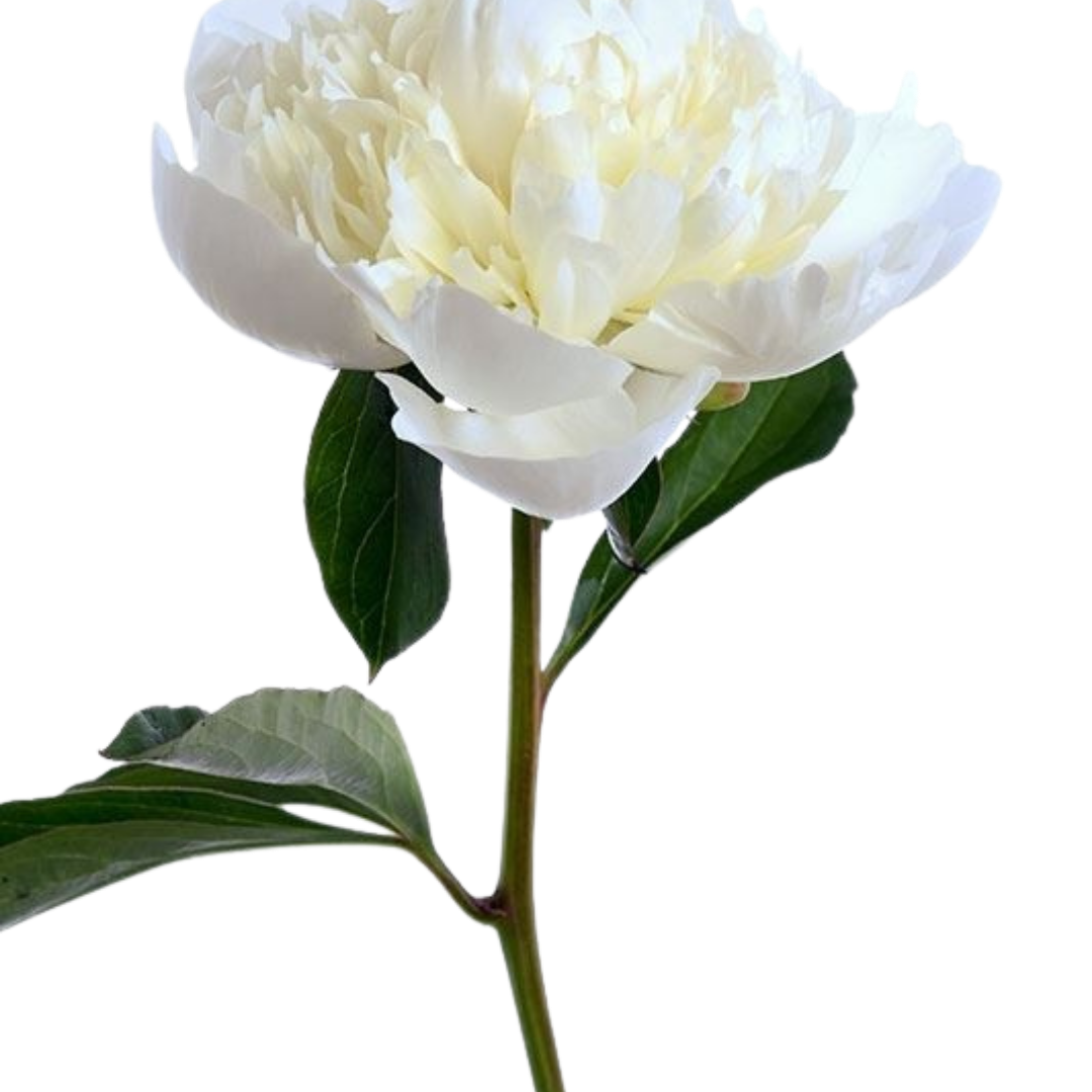 1 - 2026-01-23T154709.397