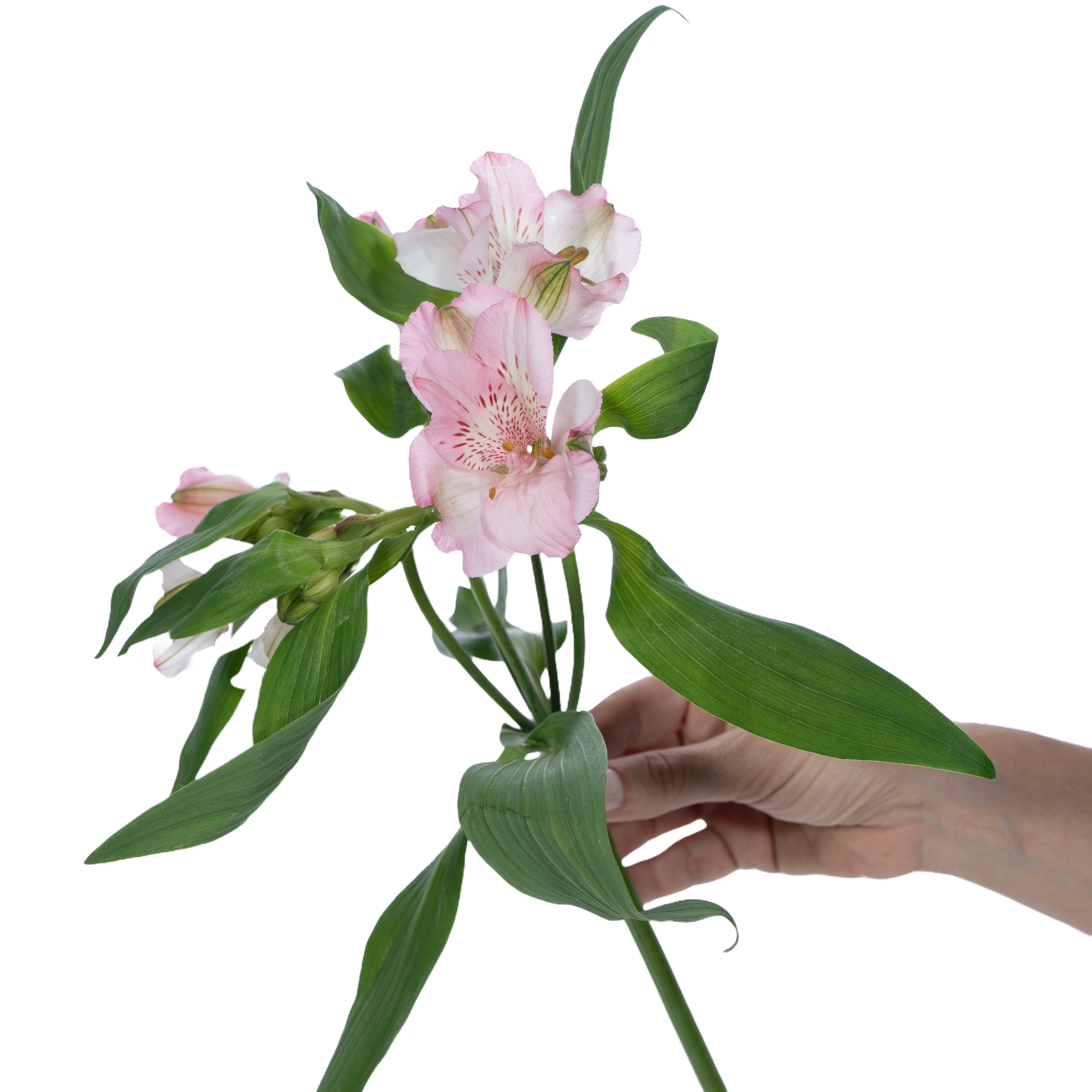 3-Jan-23-2026-02-39-19-4021-PM