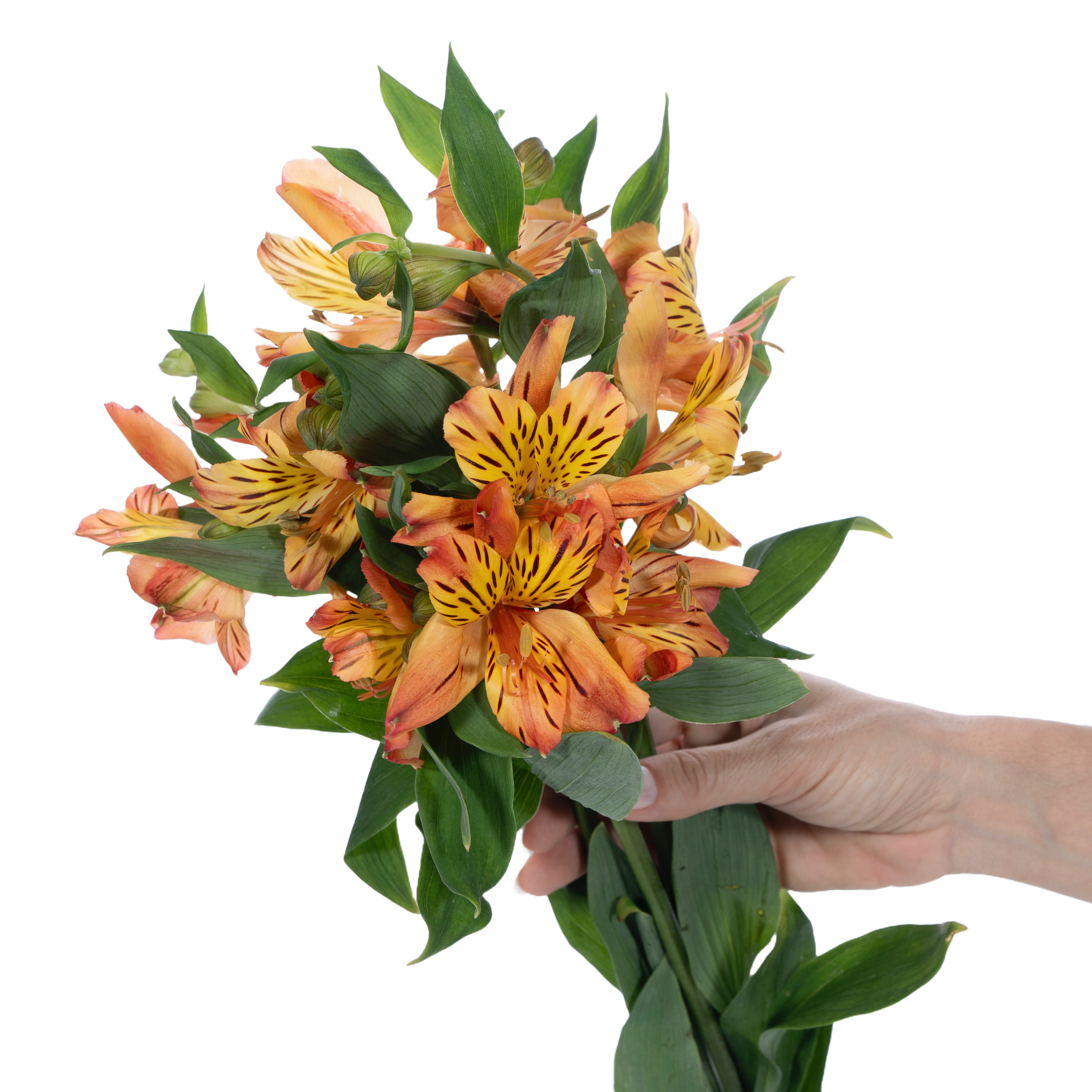 4-Jan-23-2026-02-34-53-5159-PM