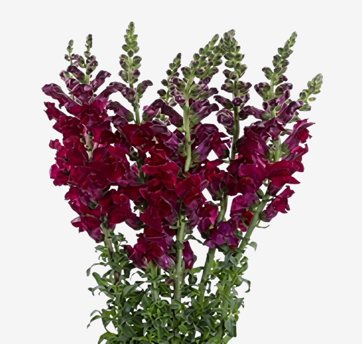 Burgundy Farm Choice