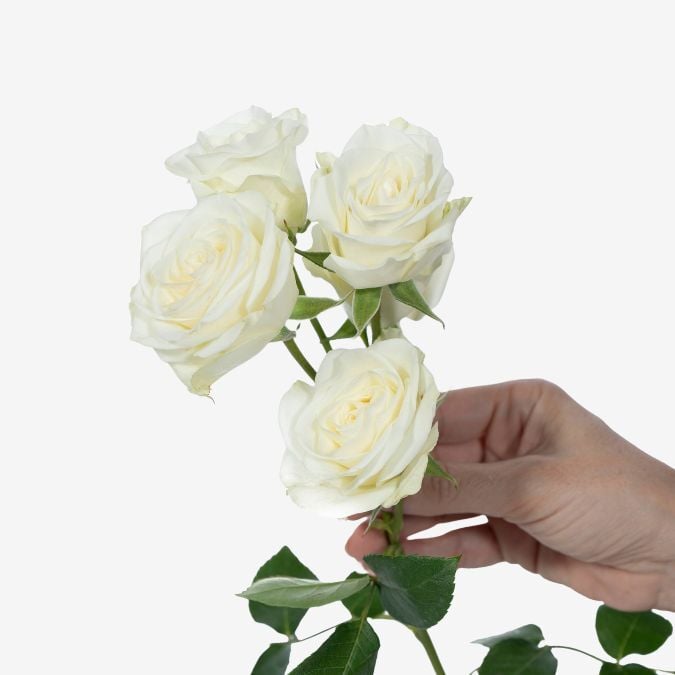 Floreana Spray Roses