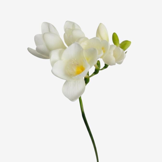 Freesia