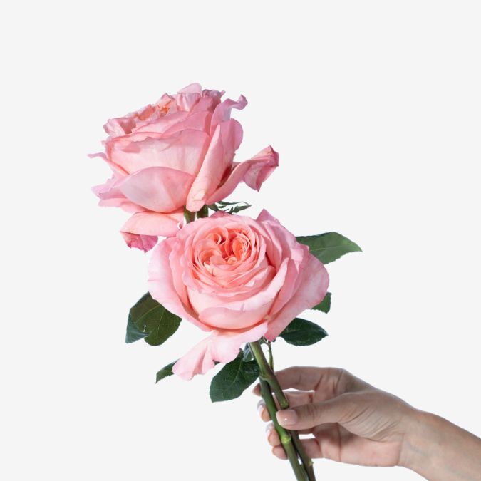 Garden_Roses_MayraS_Peach_Version_1