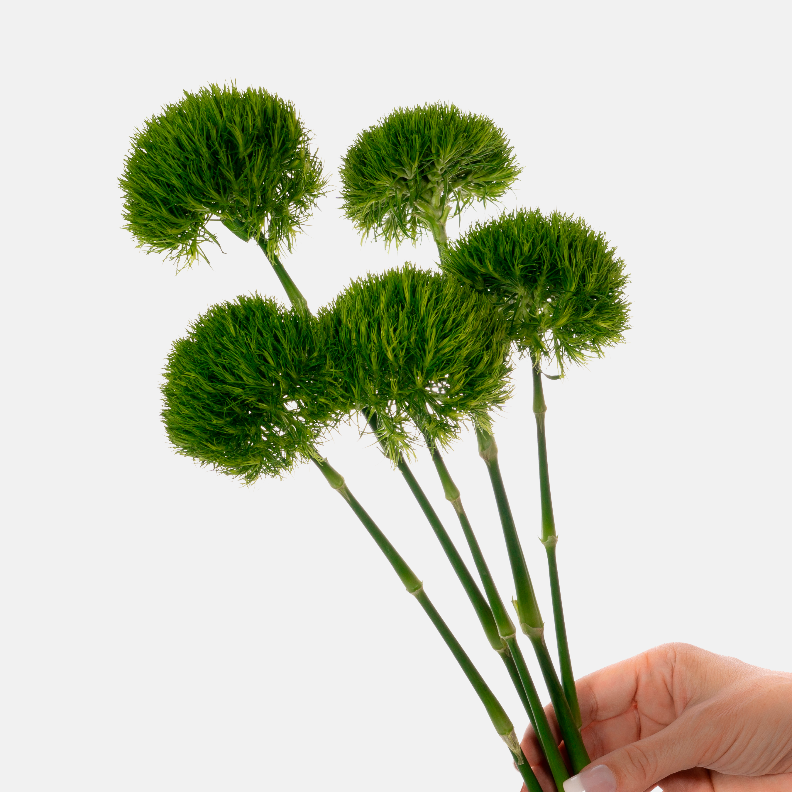 Gerbera Mini