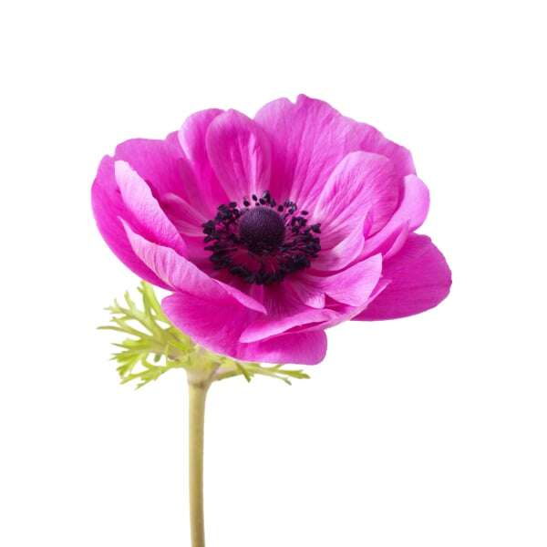 Anemones