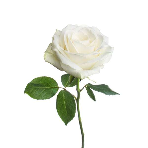 Garden Rose