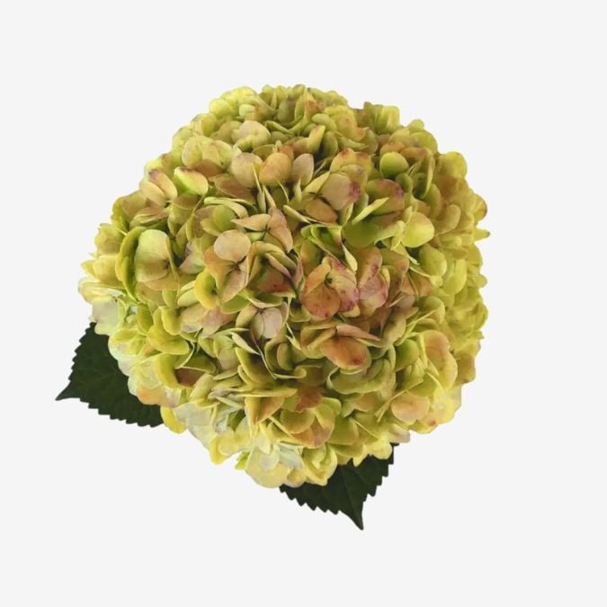 Apple Green / Kiwi Select