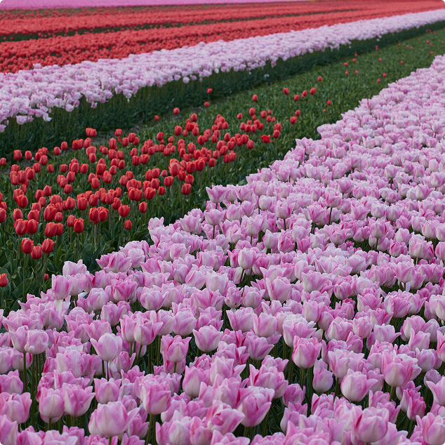 How Your Dutch Flowers Are Shipped: From The Netherlands to Your Doorstep