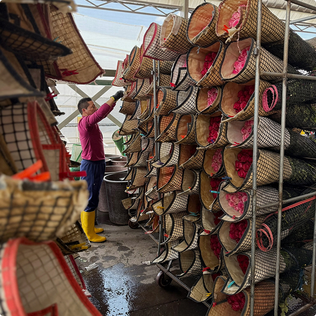 Why We Reintroduced Dutch Flowers to iBuyFlowers