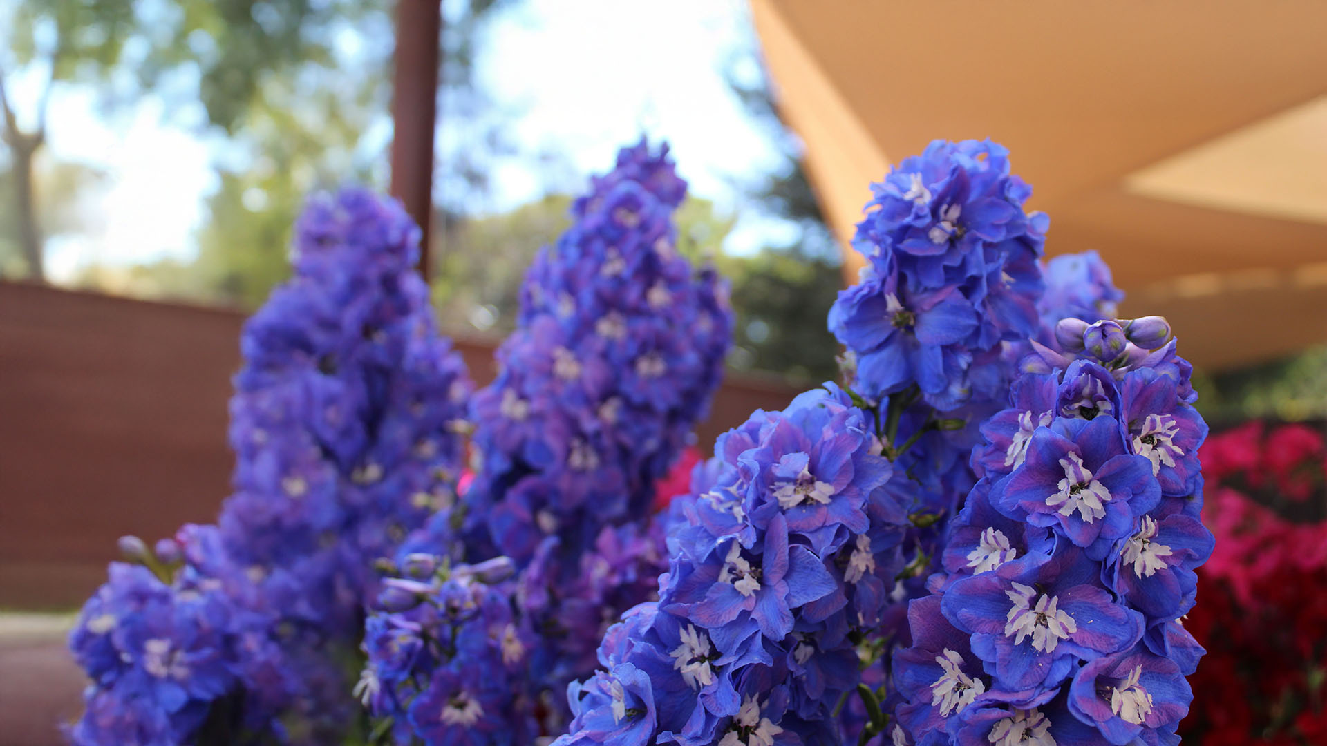 delphinium