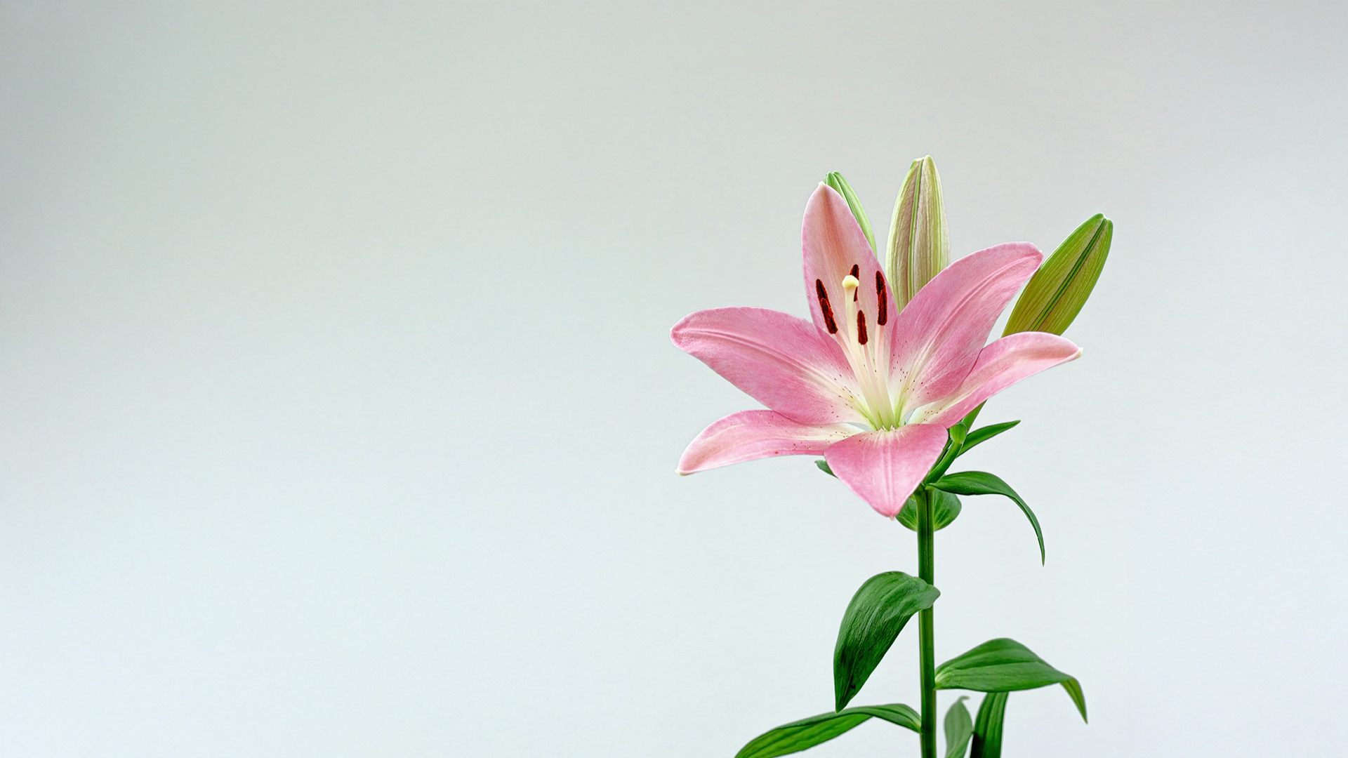 flowers2